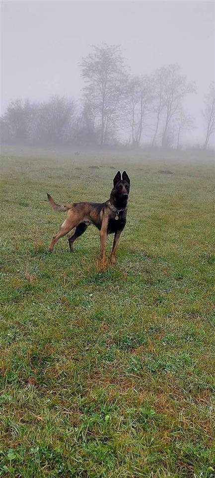 Belgian-Malinois