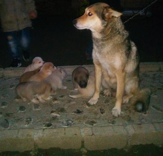 Qen, klysh Sharri