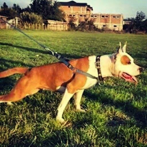 pitbull