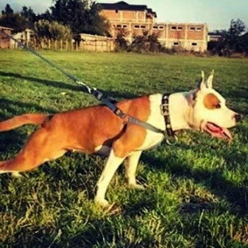 pitbull