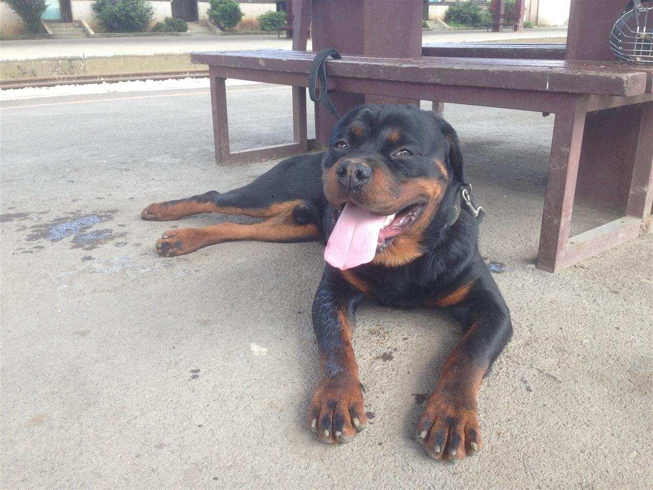 Rottweiler