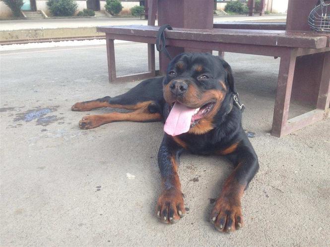 Rottweiler
