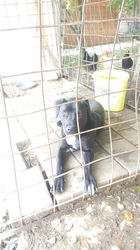 Cane Crose 