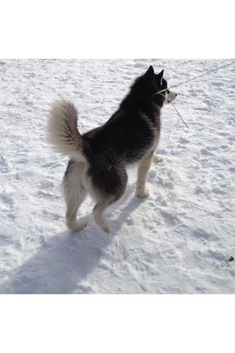 Haski