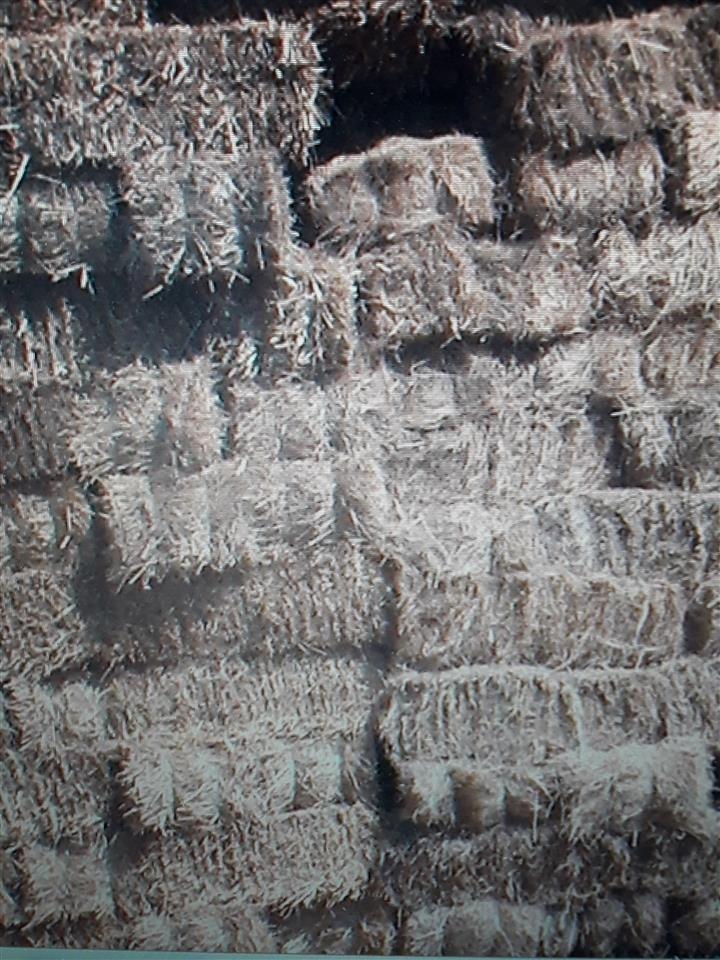 duj-te-sanes-