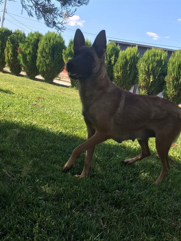 MALINOIS-BELG
