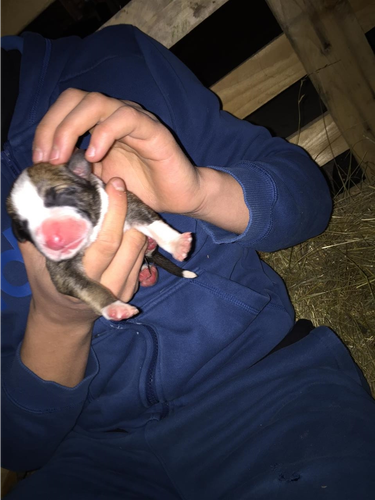 Shes pitbulla