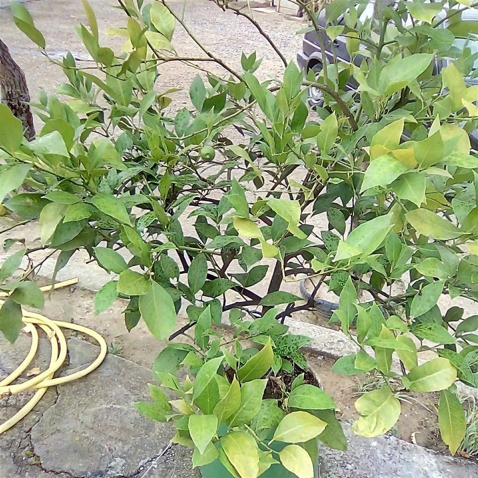 Limon