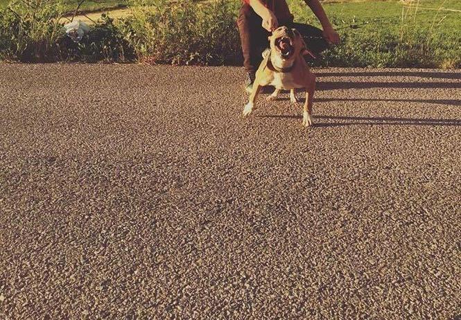 Pitbull