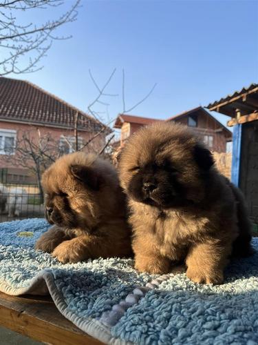 Chow chow