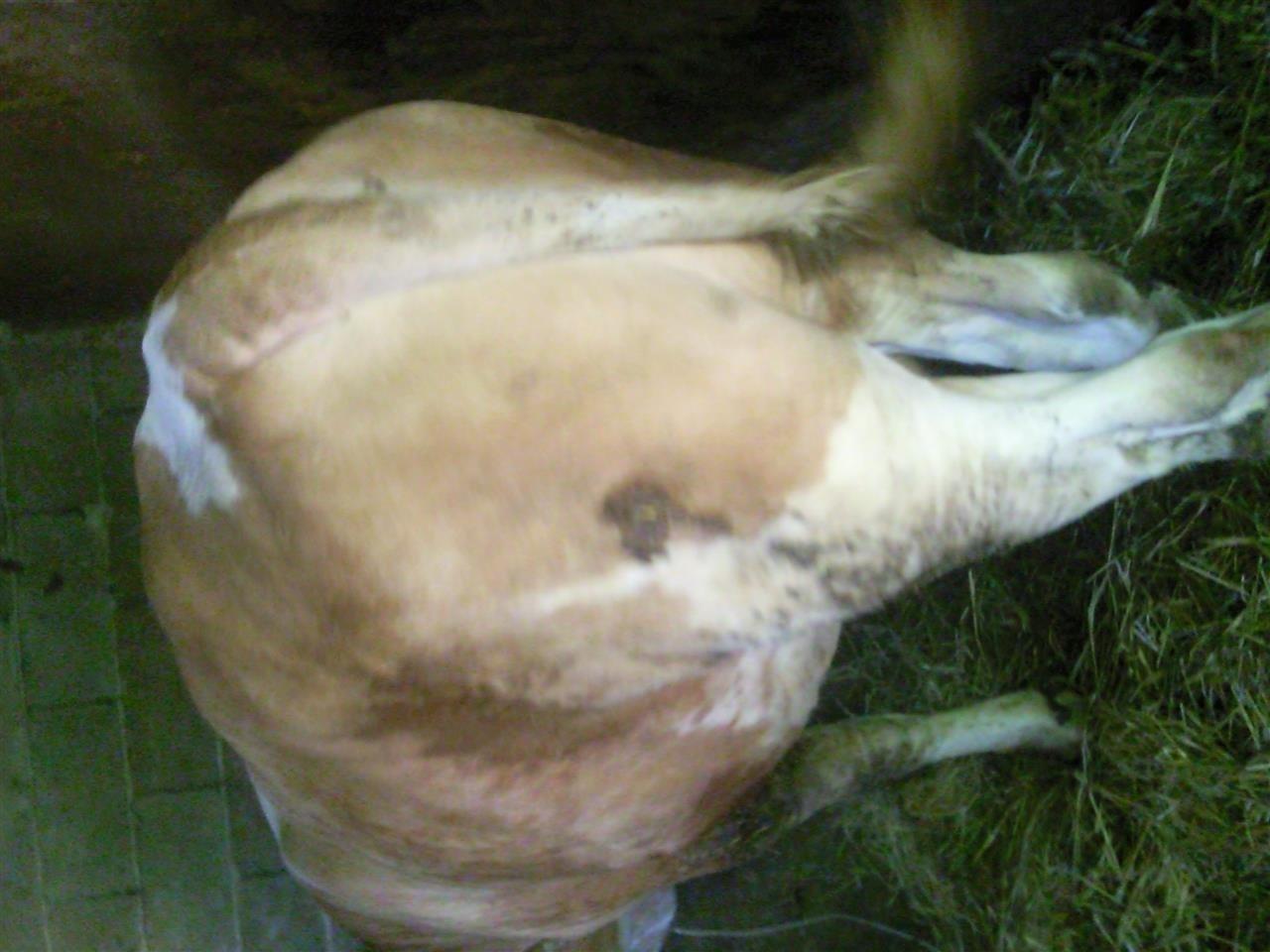Bik-