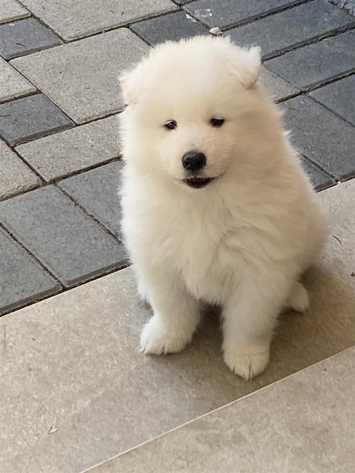 Samoyed