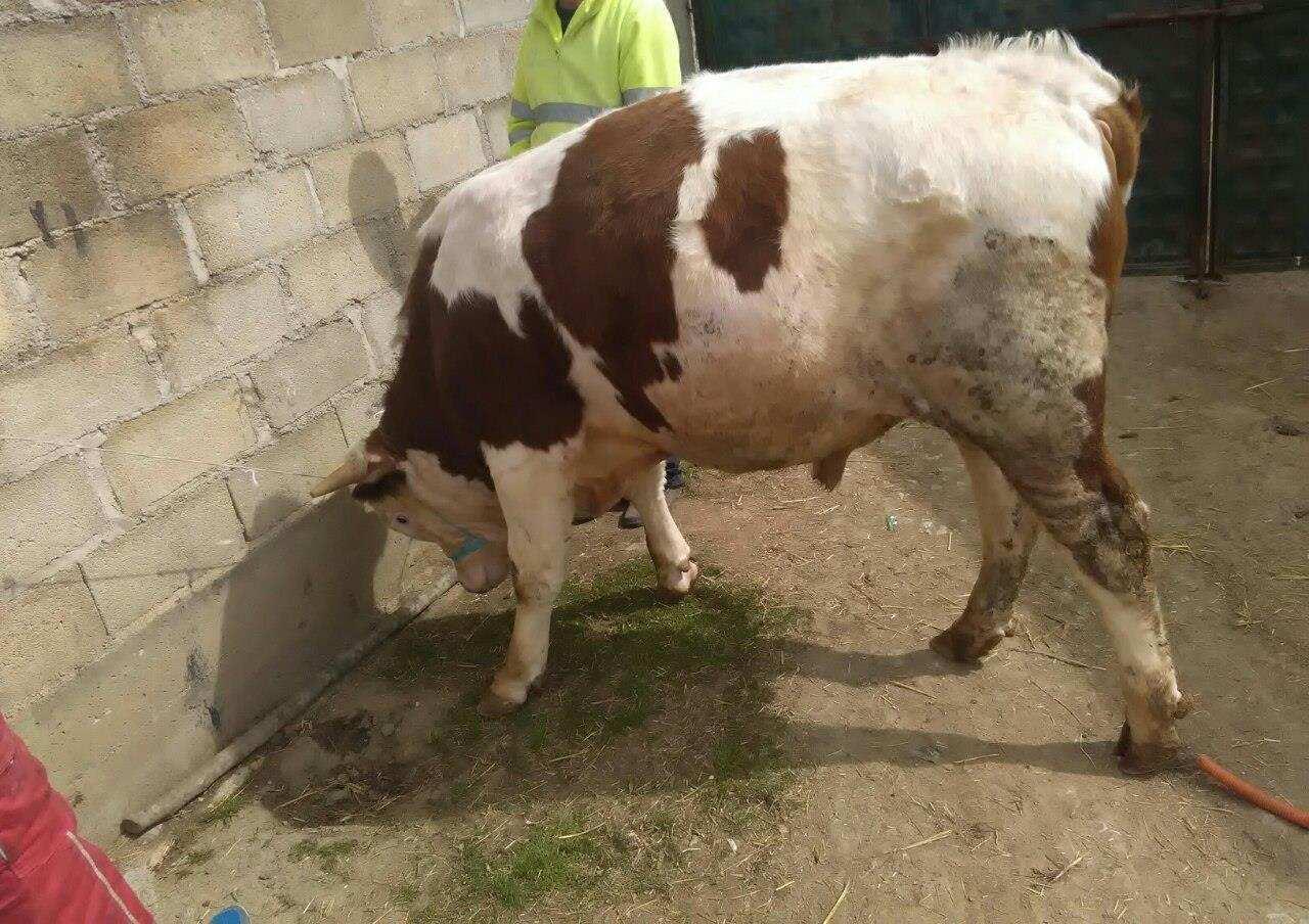 Biki