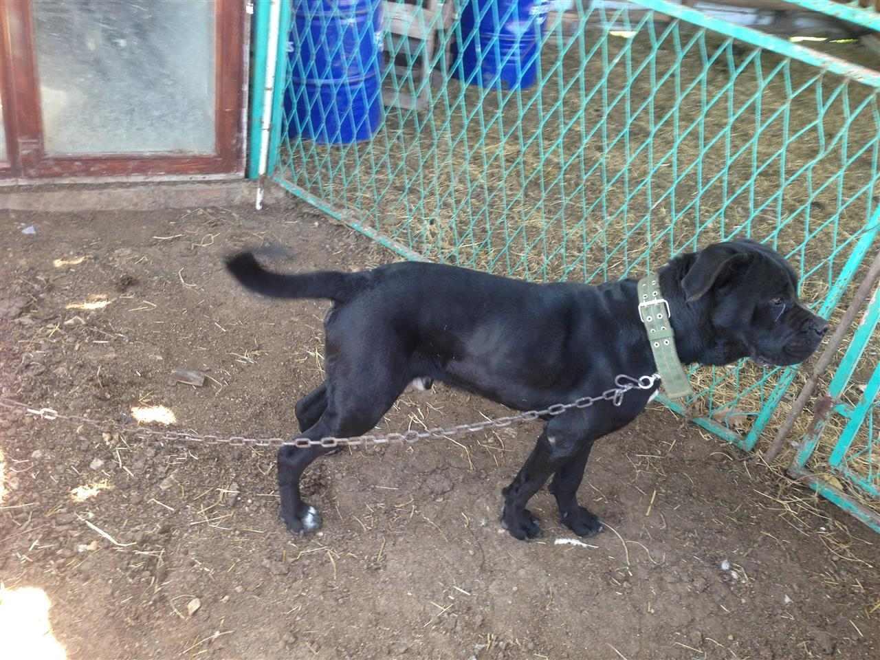 Cane-corso