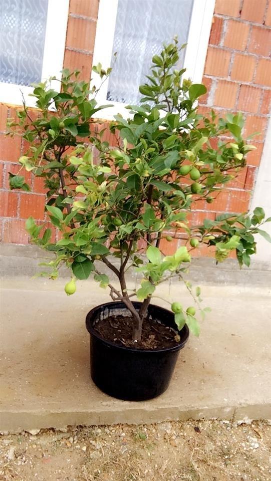 Limon