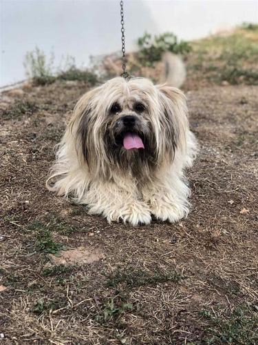 Maltezer 