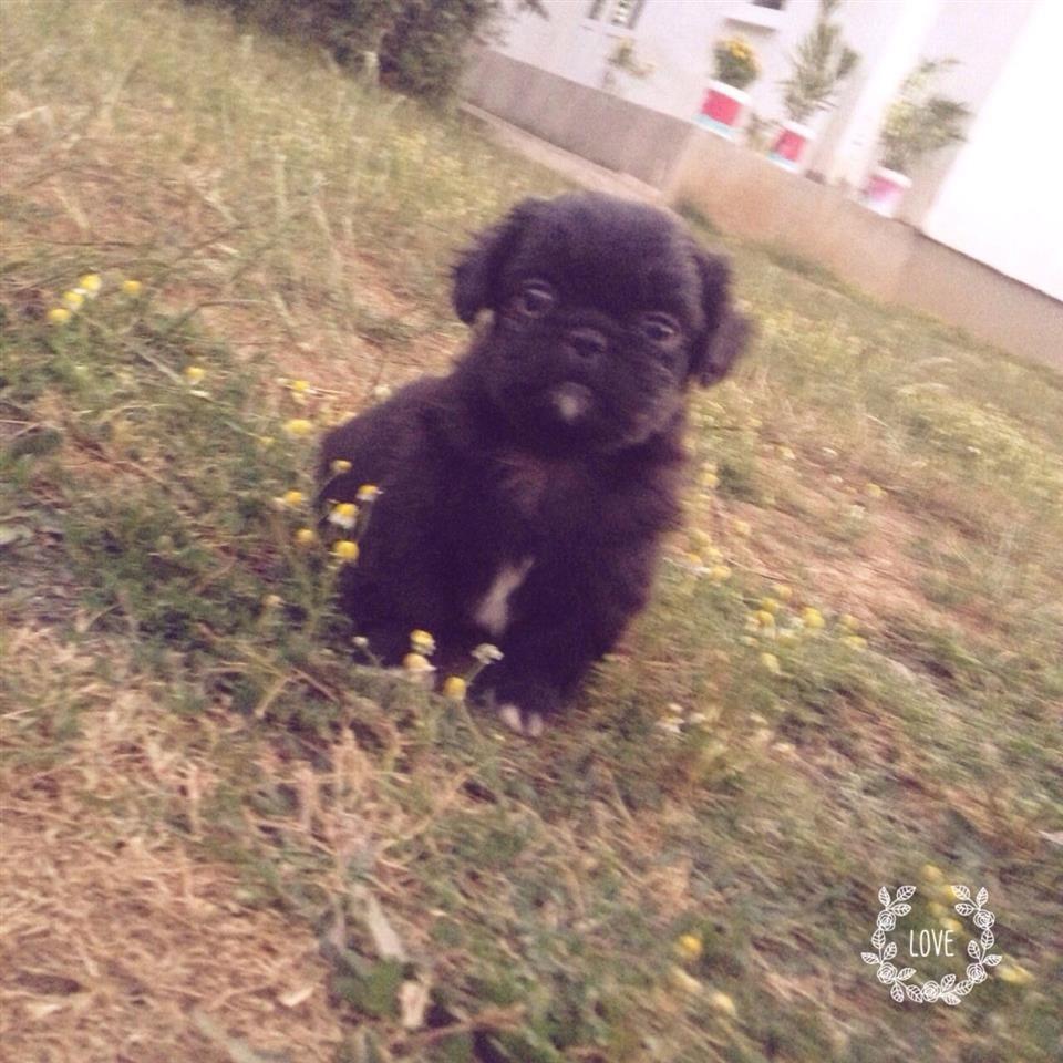 Pikinez-----Tibetan-Spaniel-