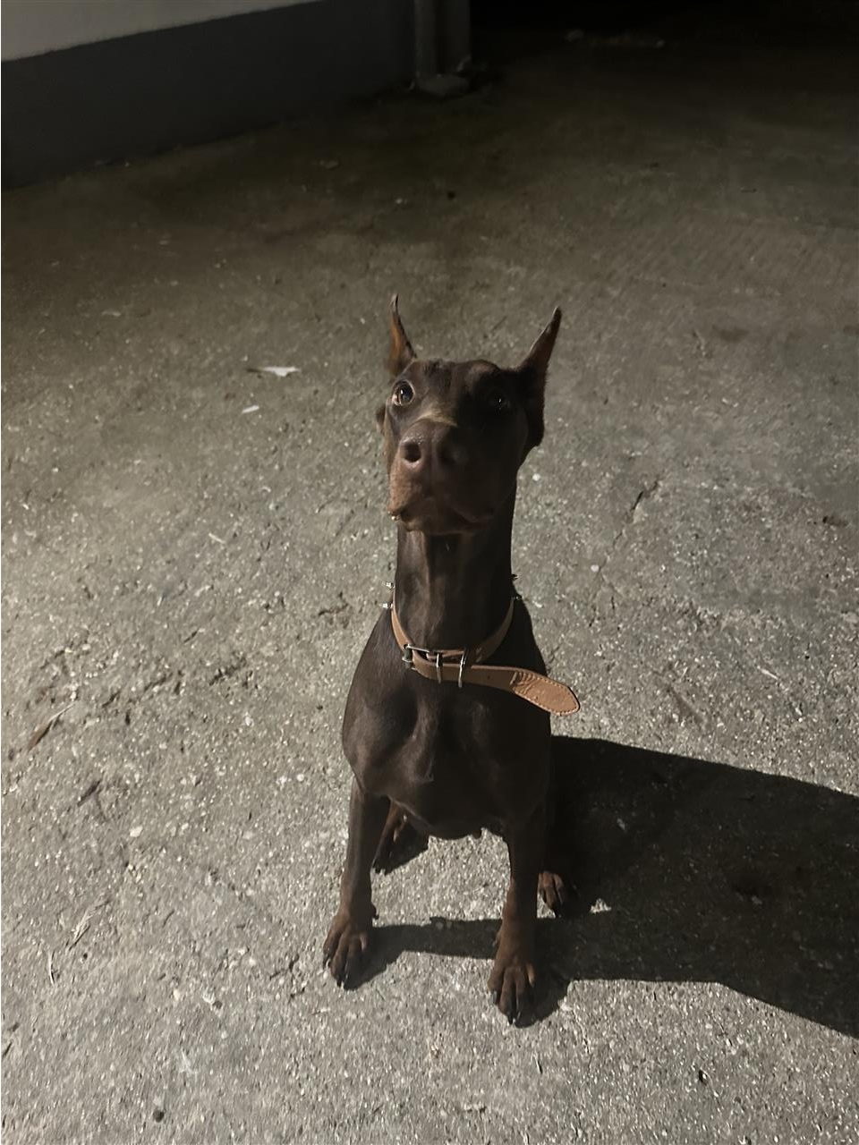 Doberman
