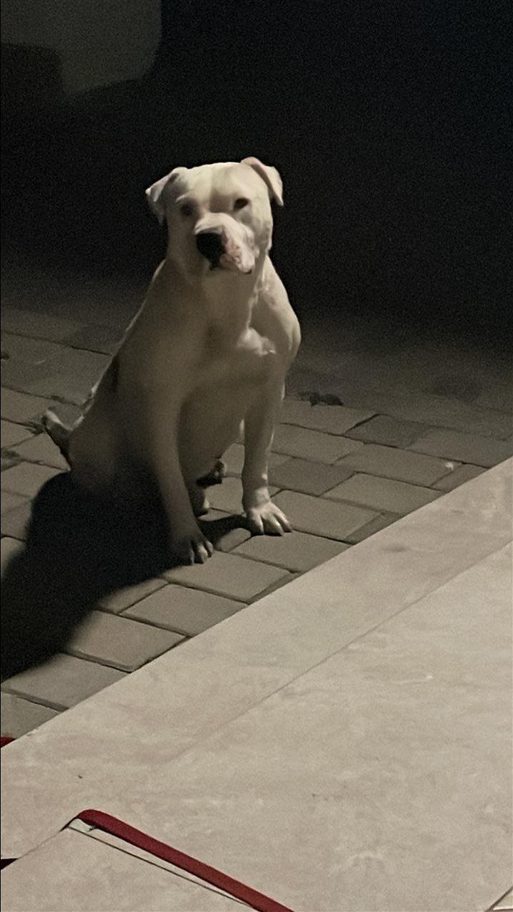 Pitbull