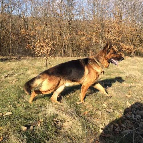 Shepherd German 