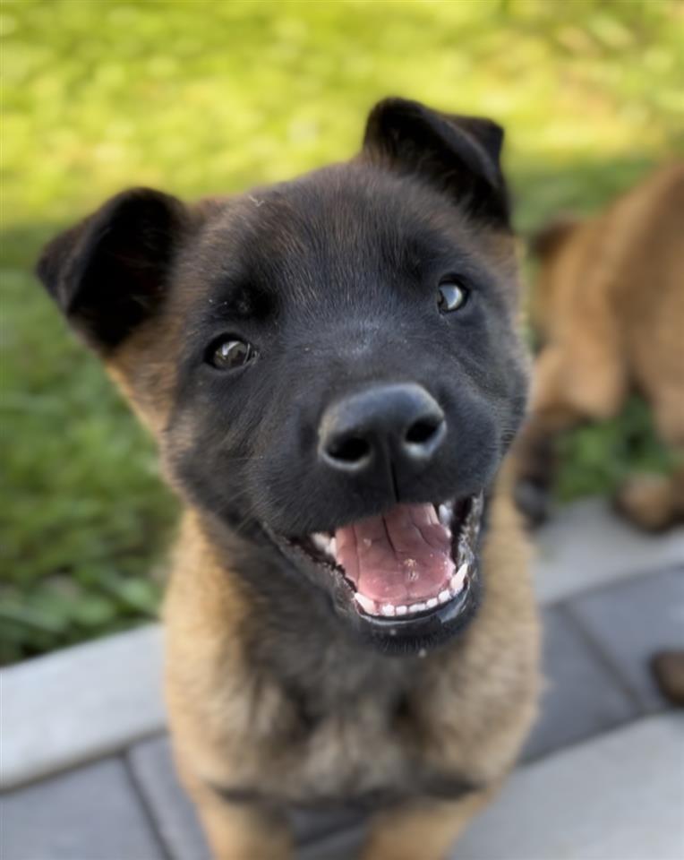 Belg