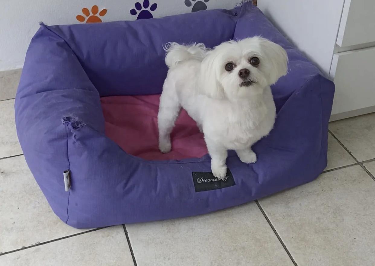 Maltezer