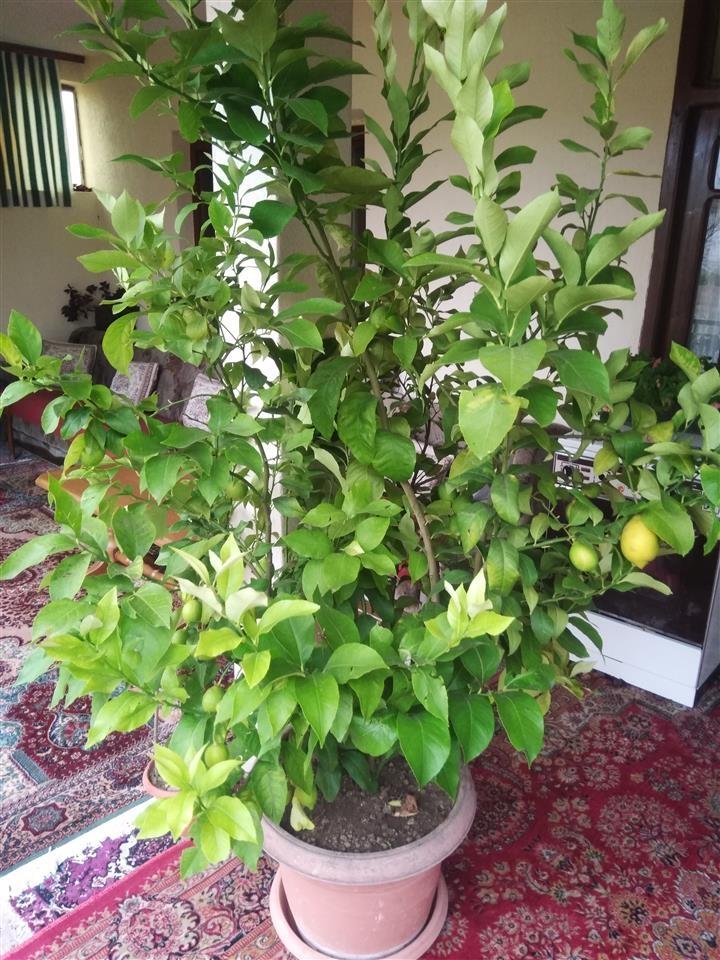 Limon---