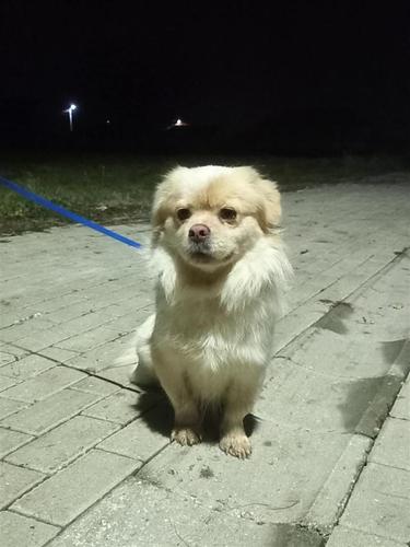 Pikinez