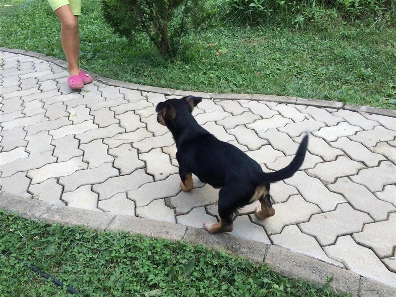 Bubi--gratis-