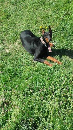 Doberman 100%