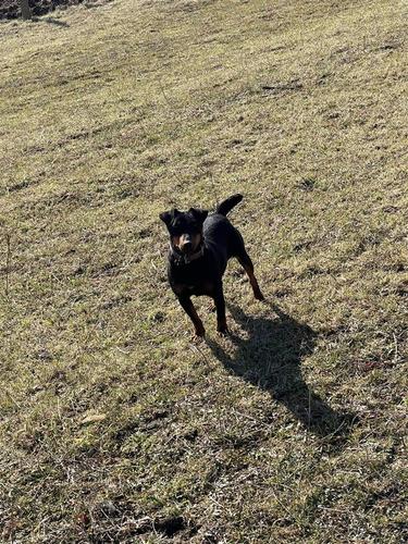 terrier