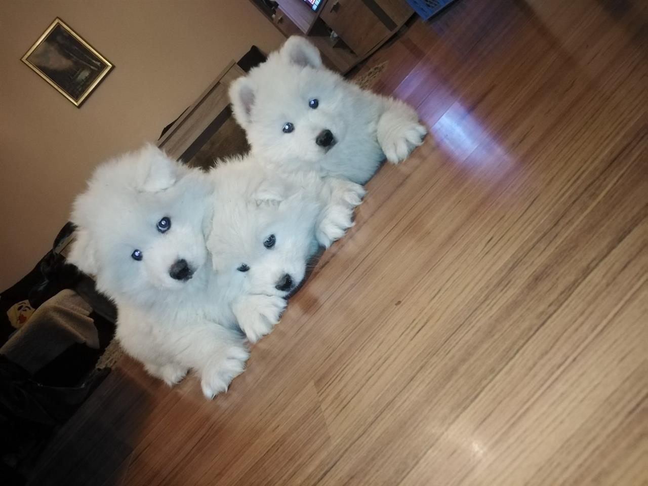 Samoyed