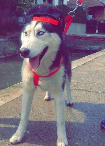 Husky Mashkull