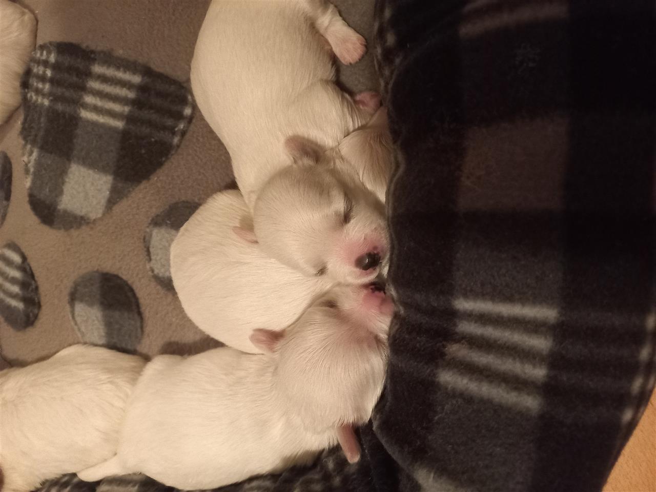 Maltezer