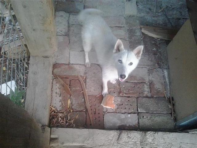 Haski