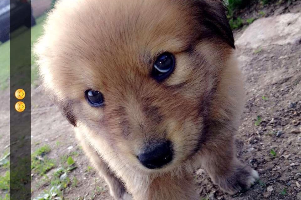 Raca--Kangal