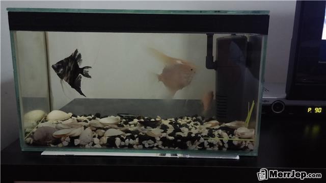 Aquariumi