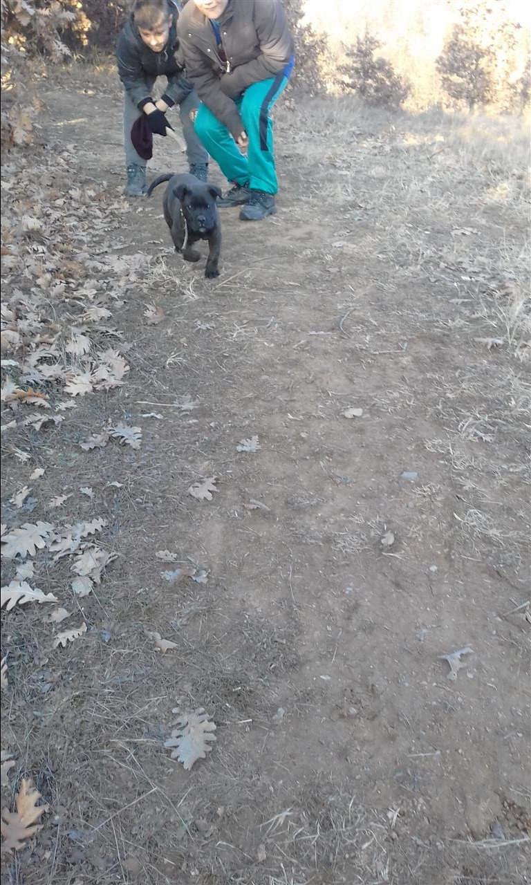 Cane-Corso