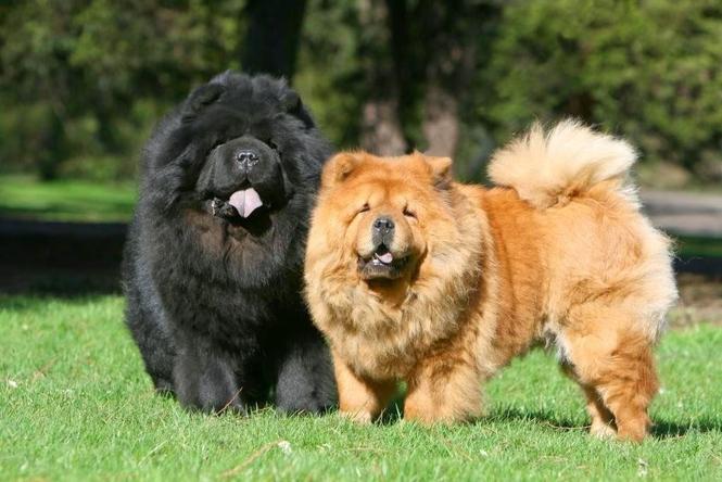 Chow chow 