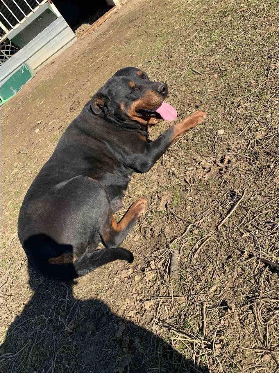Rottweiler