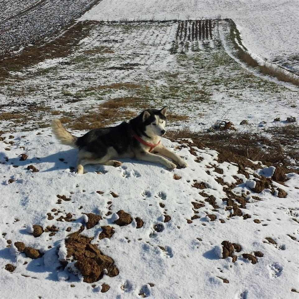 Hasky
