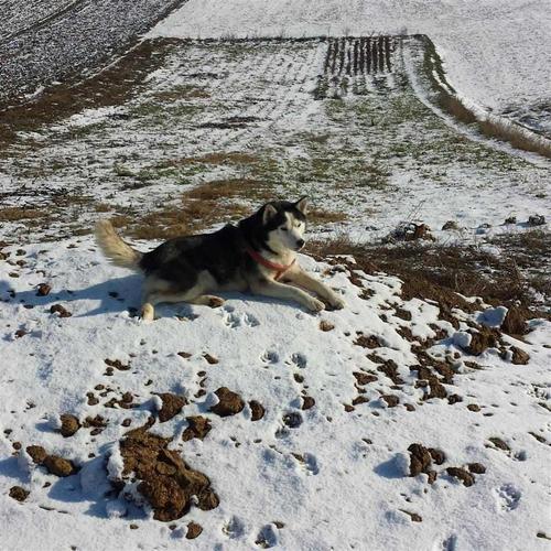 Hasky
