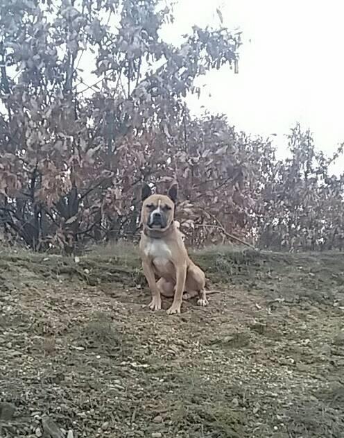 Pit-bull
