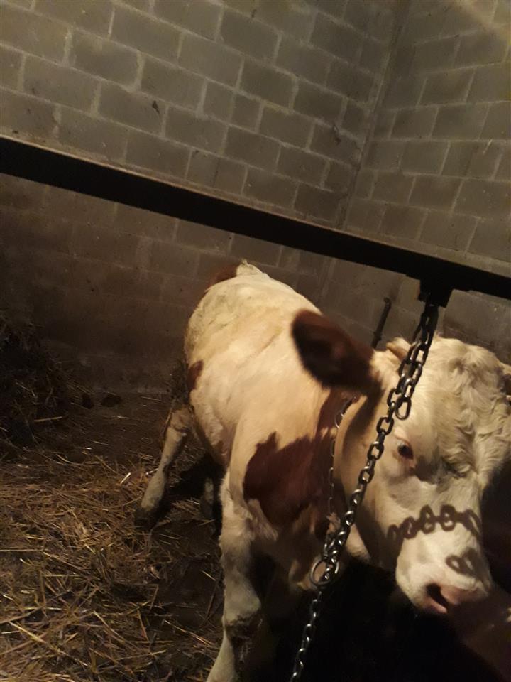 Shitet-mshtjerra-