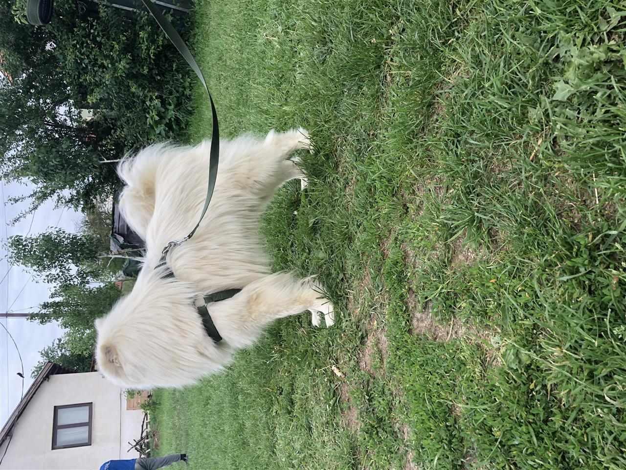samoyed