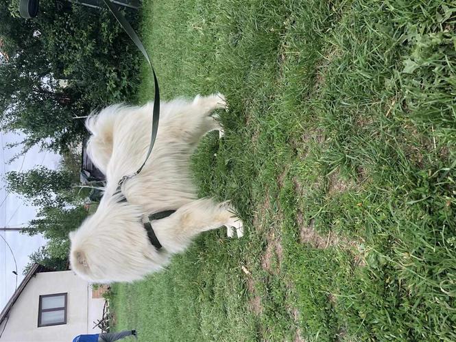 samoyed