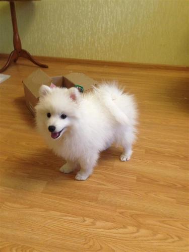 mini spitz