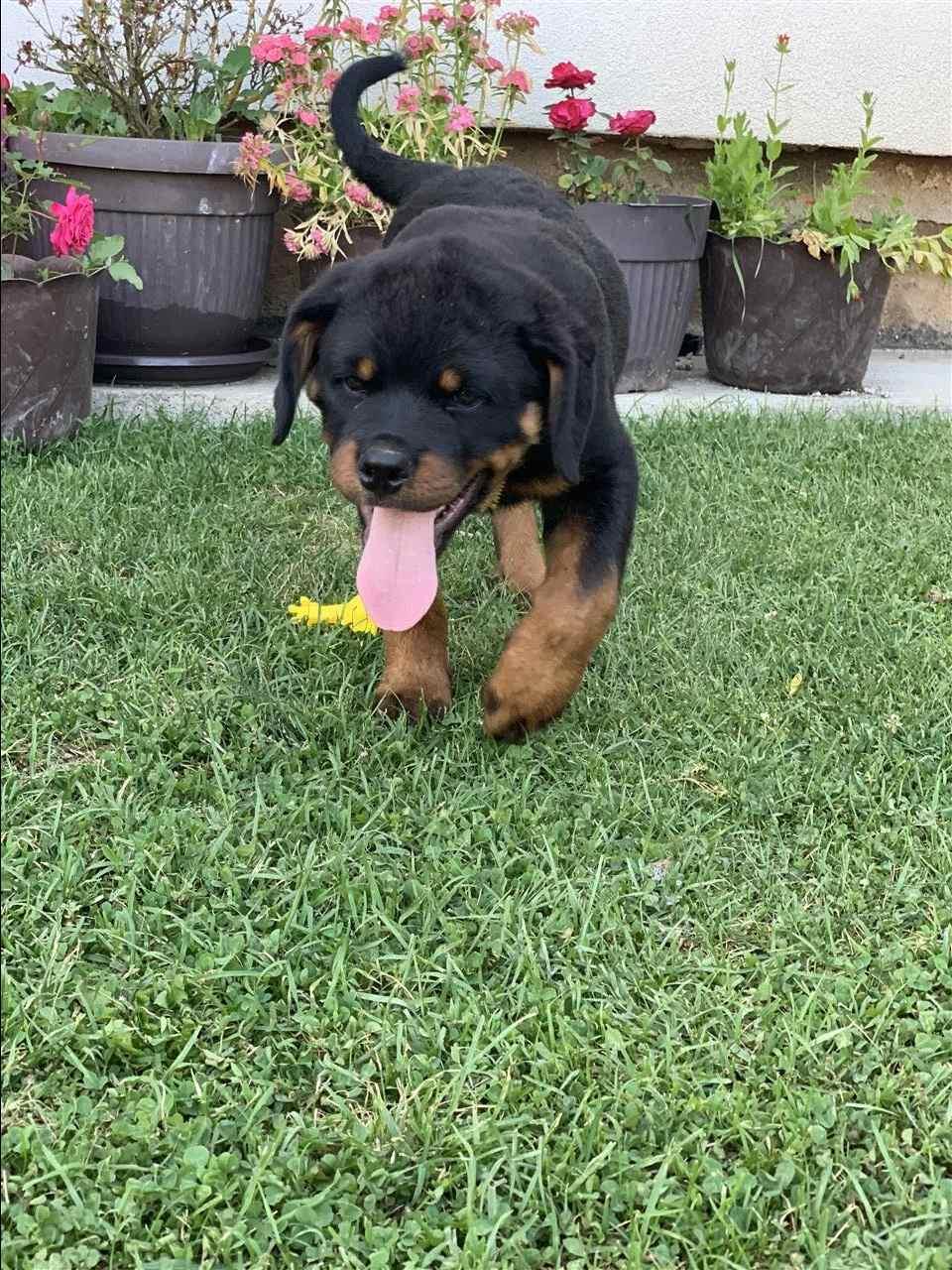 Rottweiler