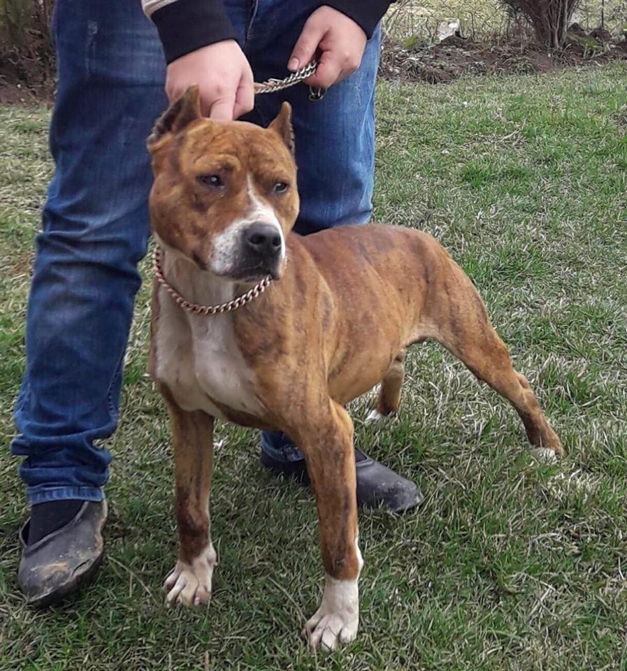 pitbull