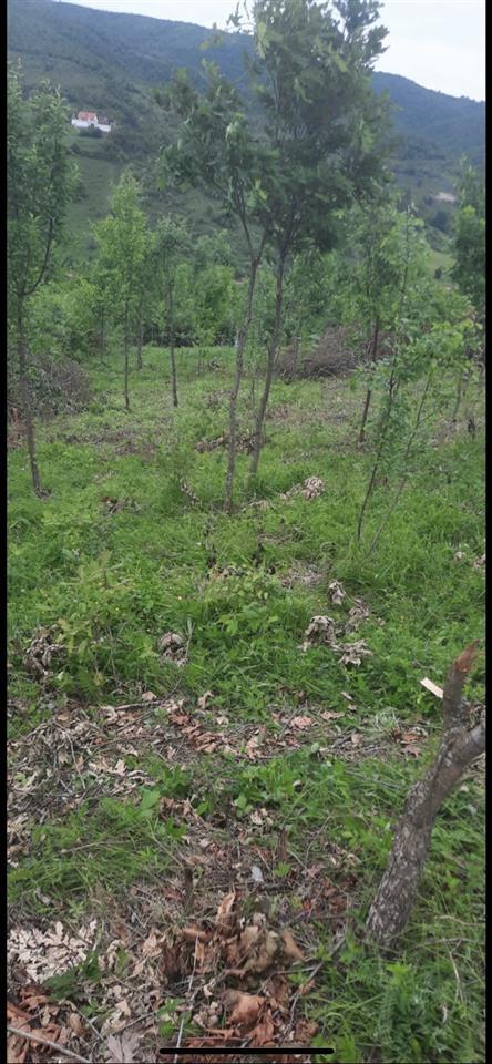 Plitkoviq-